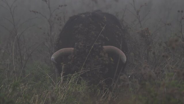 A Scottish highlander grazing in a nature reserve on a foggy day
