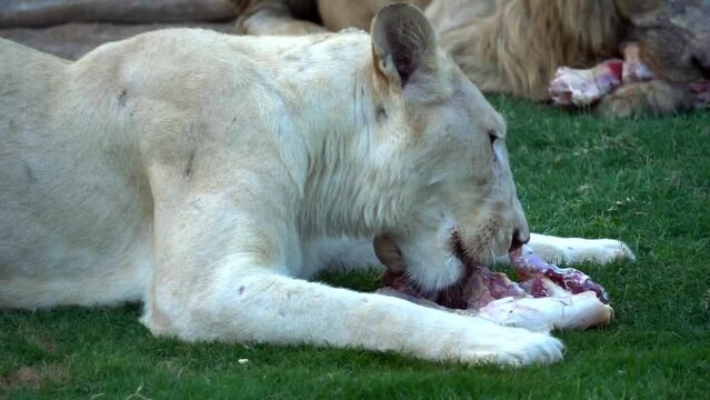 Male white lion. The white lions are a colour mutation of the Transvaal lion (Panthera leo krugeri), also known as the Southeast African or Kalahari lion. A closeup of Barbary lion eating meat.