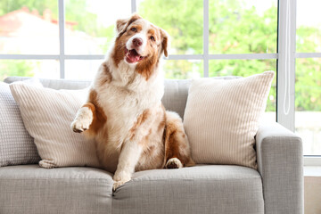 Adorable Australian Shepherd dog sitting on sofa at home