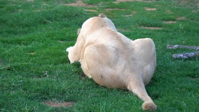 Male white lion. The white lions are a colour mutation of the Transvaal lion (Panthera leo krugeri), also known as the Southeast African or Kalahari lion. A closeup of Barbary lion eating meat.
