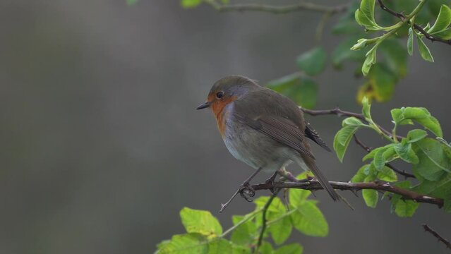 A European robin (Erithacus rubecula) singing on a branch