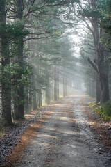 Forest Road in the Mist