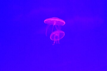 jellyfish in aquarium