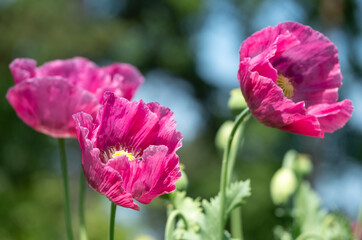 Obraz premium Stunning giant pink poppies, growing amongst other wildflowers at Wisley garden, Woking, Surrey UK. Photographed on a sunny summer's day.