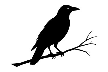 crow bird silhouette vector illustration