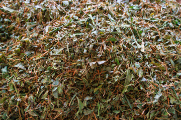 Closeup view of tea leaves after fermentation.