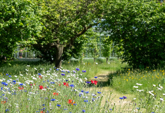 Variety of colourful wild flowers including poppies and cornflowers growing in the grass at Wisley garden, Surrey, UK. Path cuts through the middle of the field. No mow May.

