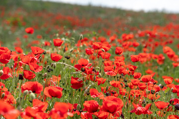 Field full of bloomin poppies and other wild flowers in europe