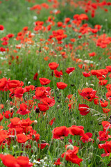 Field full of bloomin poppies and other wild flowers in europe