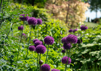 Cluster of perfect spherical purple allium flowers on tall stems. Photographed in strong sunlight in early June at Wisley garden, Surrey UK.