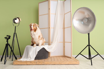 Australian Shepherd dog on pouf in photo studio