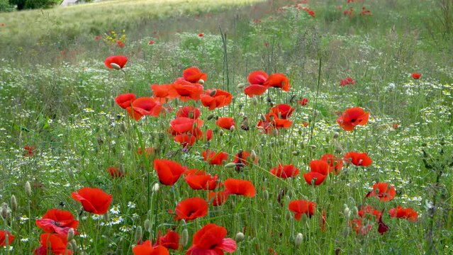 Field full of bloomin poppies and other wild flowers in europe