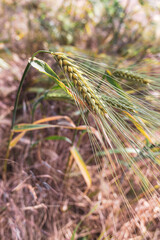 Wheat is a symbol of Ukraine and life. Wheat field. Ukrainian landscape. Nature in the rays of the evening sun. Spikelets at sunset. Grains of wheat. Ripe ear of corn in hand.