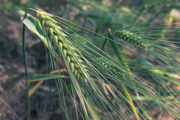 Wheat is a symbol of Ukraine and life. Wheat field. Ukrainian landscape. Nature in the rays of the evening sun. Spikelets at sunset. Grains of wheat. Ripe ear of corn in hand.