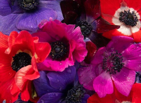 closeup macro background of red, pink and purple anemone flowers