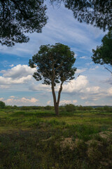 Obraz premium photographs of landscapes and nature with trees