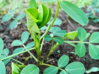 Peanut plant sprout growing in farm field. Peanut or groundnut plant seedling green leaf macro closeup. Peanut crop seedling plantation. Organic groundnut crop sprout grow in nut farm. Groundnut plant