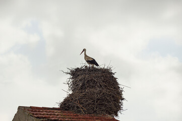 photograph of a stork in its nest on a roof © fransuarez