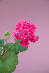 Rosebud pelargonium 