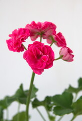 Rosebud pelargonium "Rosalinda"  with dwarf pink double petal flowers