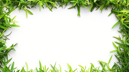 Fototapeta premium frame made of grass around the edges on a white background.