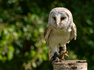 A portrait of a Snowy Owl. The Barn Owl (Tyto a
