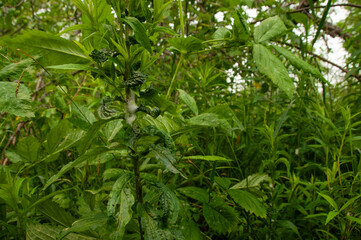 Nymphs (Spittlebug or Froghopper) tap into the plant's sap, then eats and exudes it, bubbling it...