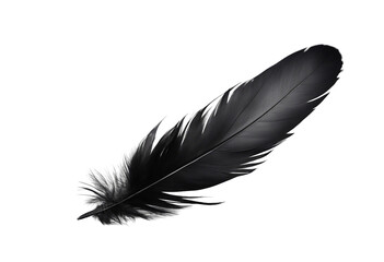 Black feather isolated on transparent background cutout