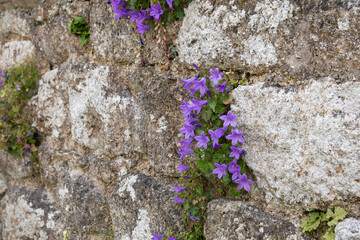 Jolies fleurs mauves des murailles © aquaphoto