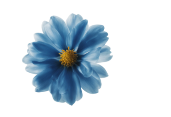 Blue flower isolated on transparent background cutout