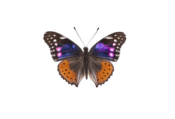 Fototapeta premium Orange purple butterfly isolated on transparent background cutout
