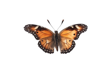 Fototapeta premium Orange butterfly isolated on transparent background cutout