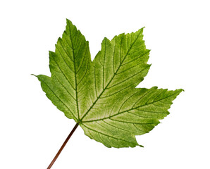 Closeup of early summer leaf of Acer pseudoplatanus 'Brilliantissimum' isolated against a white background