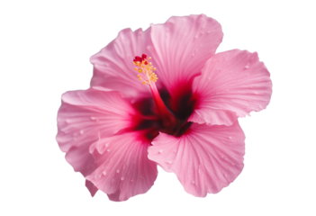 Pink hibiscus flower isolated on transparent background cutout