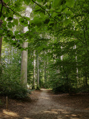 path in the forest