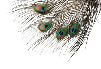 Obraz premium Peacock feather isolated on transparent background cutout
