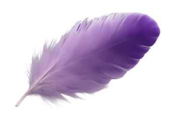 Purple feather isolated on transparent background cutout