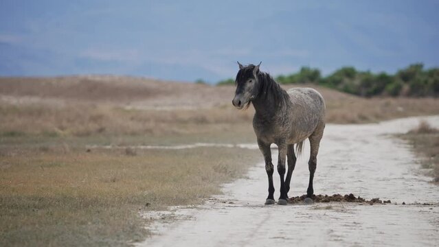 Wild Horses mustang pooping on pile as other walks up to smell it as part of their behaviors.