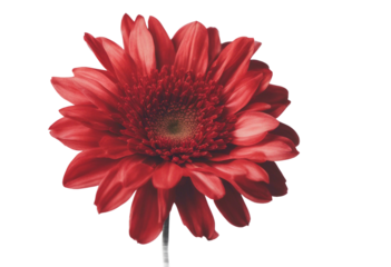 Red flower isolated on transparent background cutout