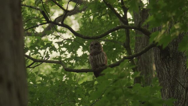 A barred owl hooting in the forest