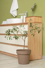 Interior of modern bathroom with big commode and decorative olive tree