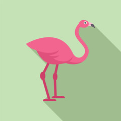 Graceful pink flamingo standing elegantly with long legs in a tropical and exotic wildlife nature setting. Isolated and wading in aquatic water. A stunning icon of avian fauna