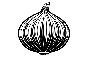 onion vector illustration