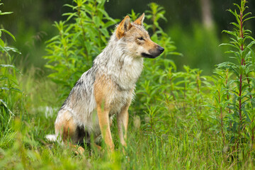 Wild wolf in lush green forest in the rain, Scandinavian wildlife in natural habitat