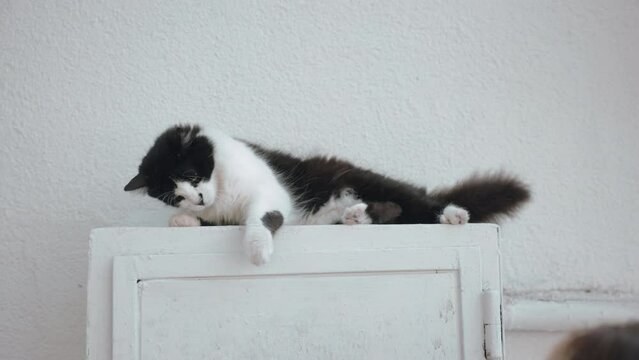 Angry Black and White cat