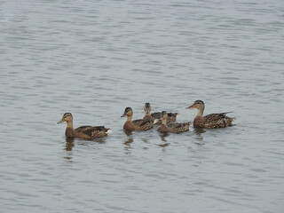 A family of mallard ducks swimming in the wetland waters of the Bombay hook National Wildlife Refuge, Kent County, Delaware.