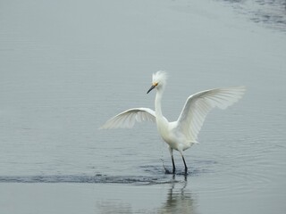 A snowy egret enjoying a beautiful summer day within the wetland waters of the Bombay Hook National Wildlife Refuge, Kent County, Delaware. 