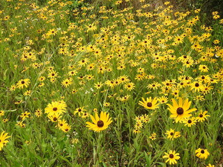 Black-eyed Susan, rudbeckia hirta, bloomed within the wetlands of the Bombay Hook National Wildlife Refuge, Kent County, Delaware. 
