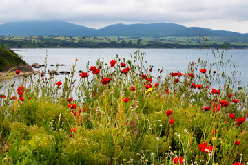 Scenic view with poppies towards the Bulgarian Black Sea coast from the Cape Akra Fortress near Chernomorets, Province of Burgas