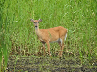 A female, whitetail deer, doe living within the wetlands of the Bombay Hook National Wildlife Refuge, Kent County, Delaware.